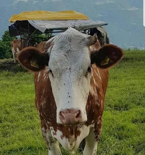 Del Contadino سوندريو